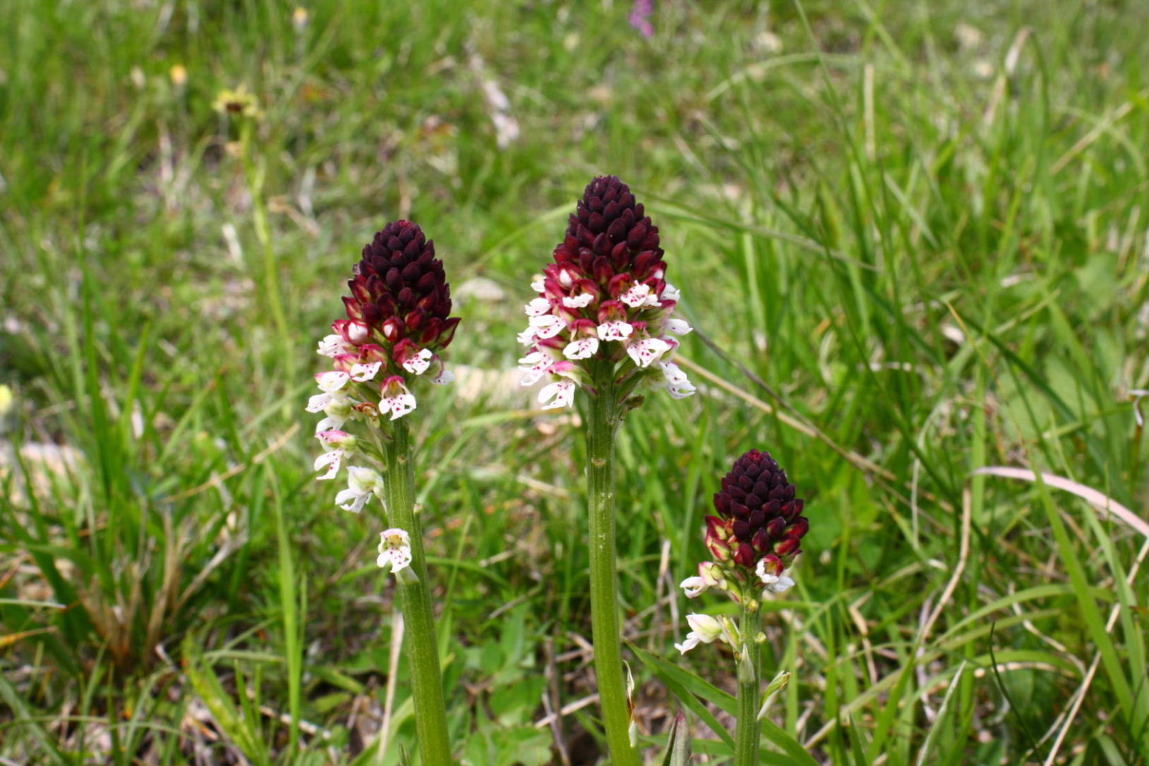 Tra Val di Vara e val Graveglia